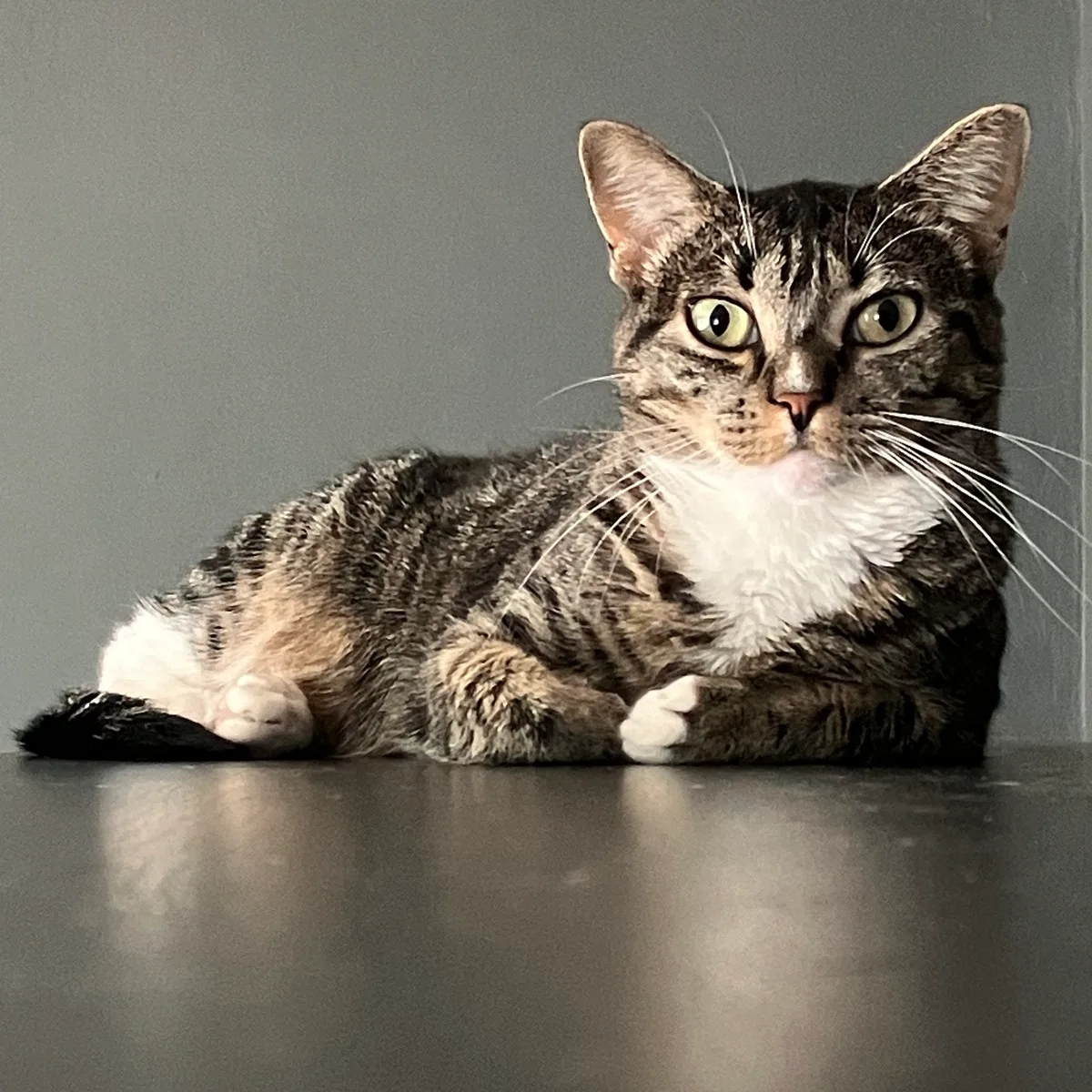 Jaya the cat lying on a shelf looking at the camera