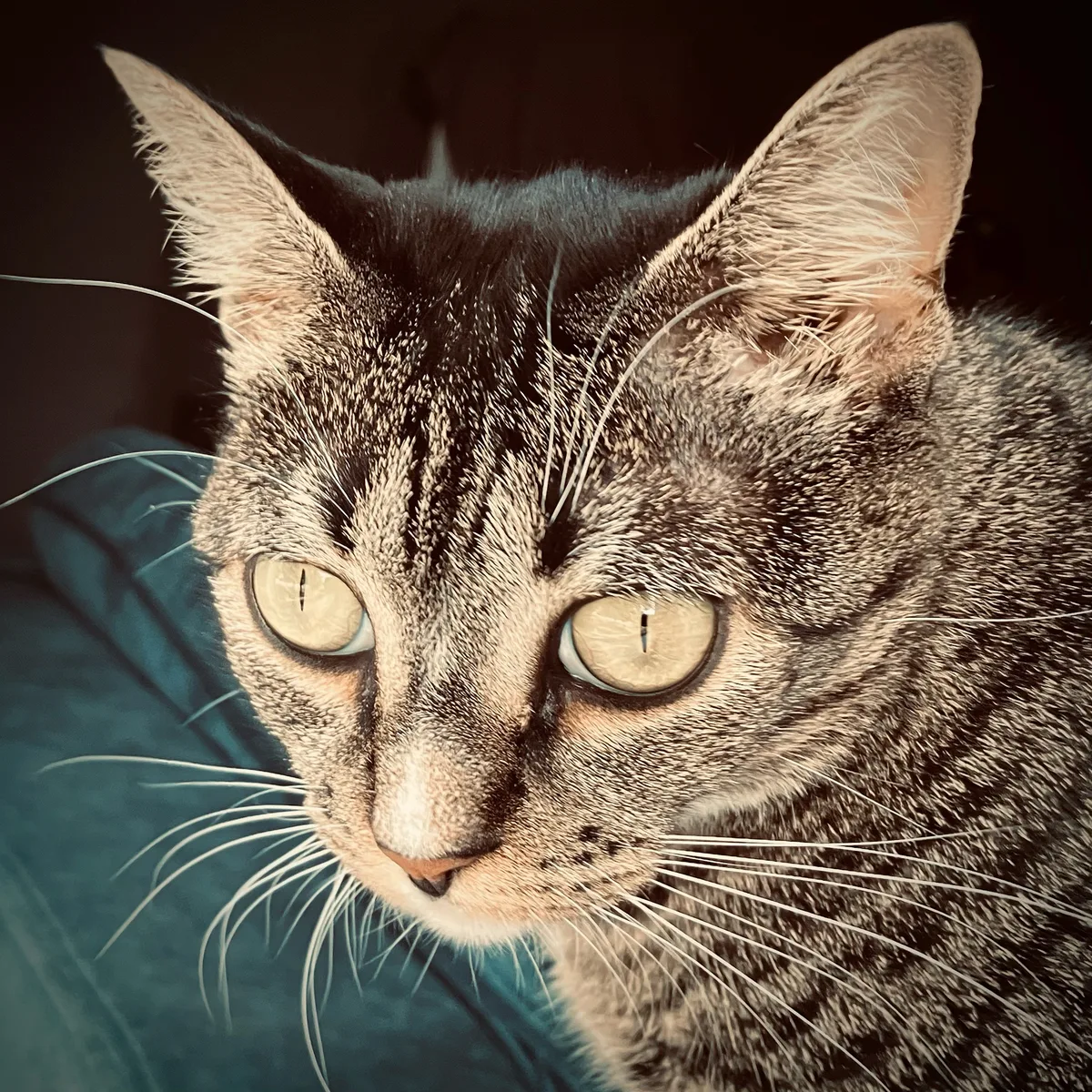 Close-up of Jaya the cat's face with intense focused eyes