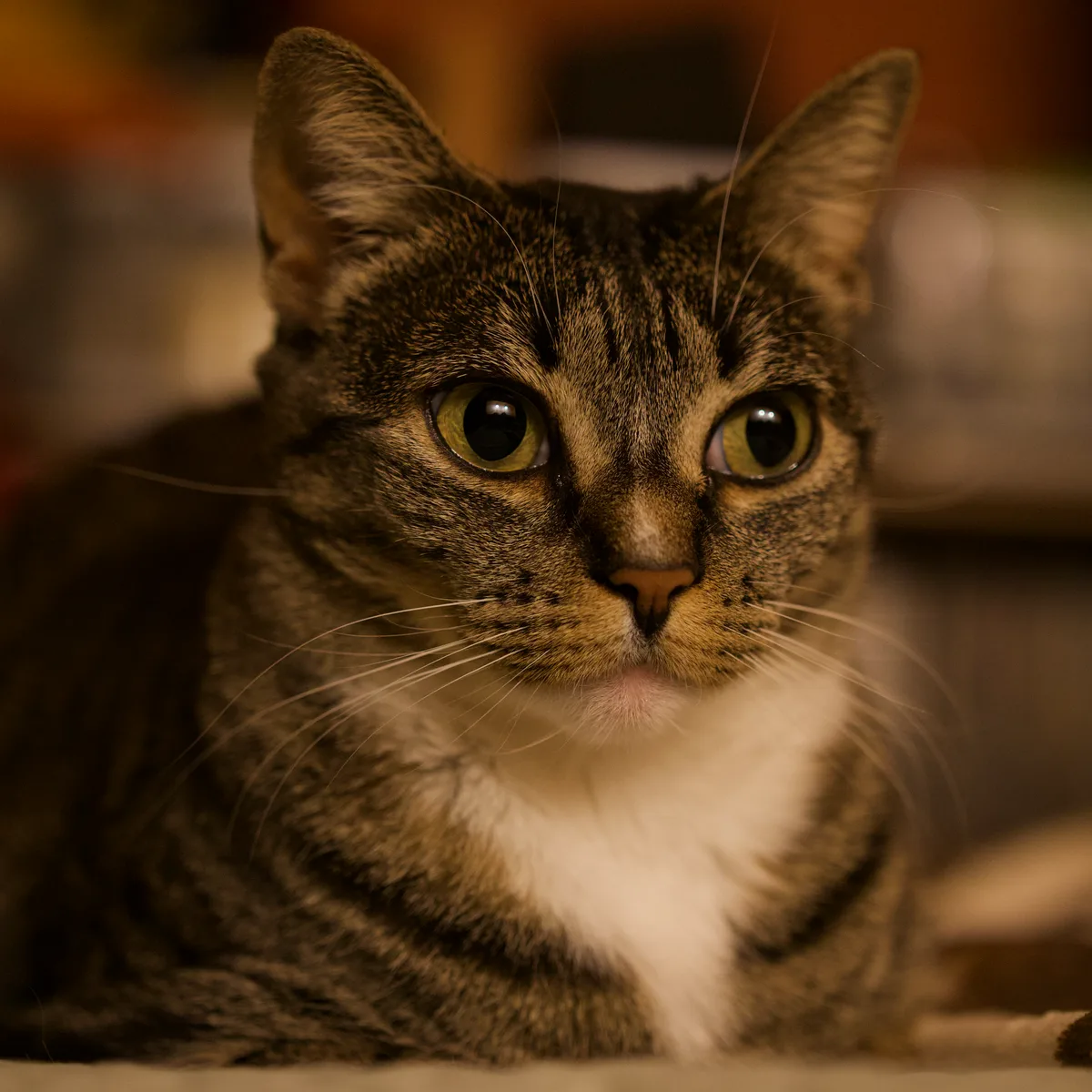 Close-up of Jaya the cat looking toward the camera