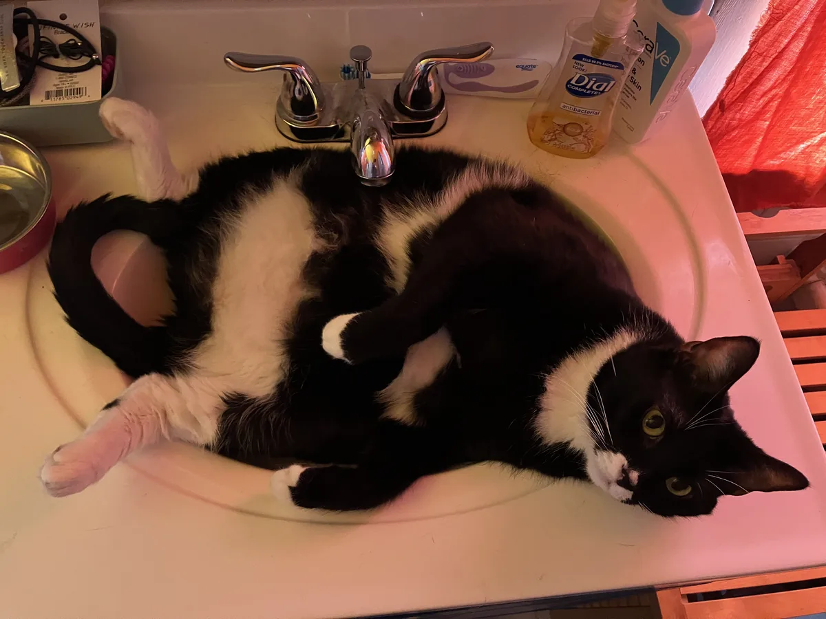 Miss Muffin curled up inside a bathroom sink