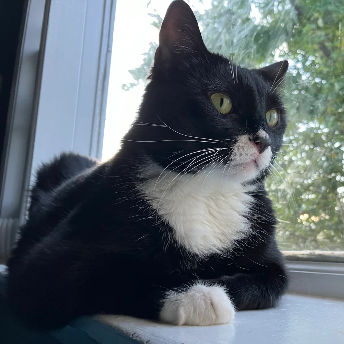 Miss Muffin sitting on a windowsill looking outside