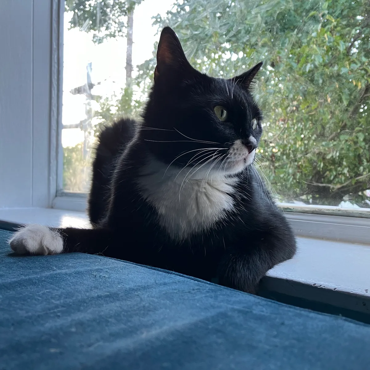 Miss Muffin sitting on the windowsill looking out the window