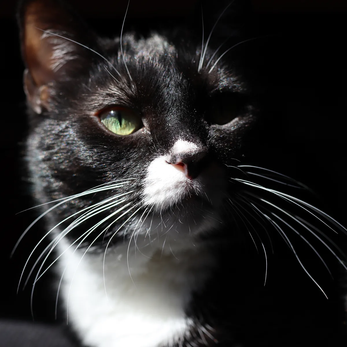 Close-up of Miss Muffin's face lit by a beam of sunlight