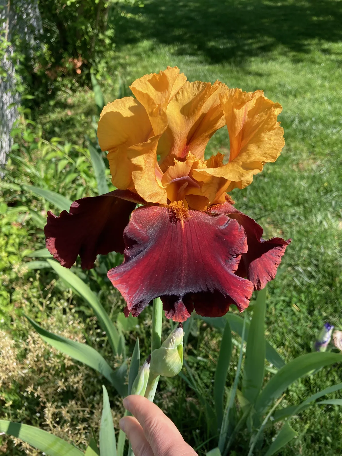 Orange and burgundy bearded iris held in a hand in the garden