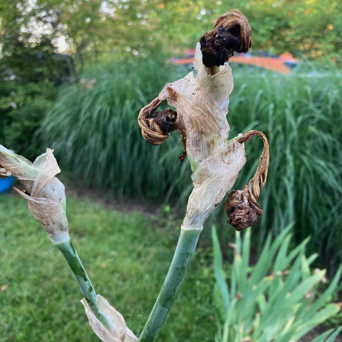 Close-up of two dried, papery flower seed pods on green stems in a yard.